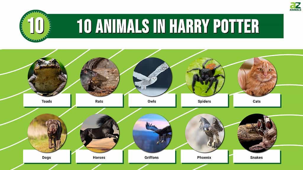 What are some iconic animal characters in Harry Potter? 2