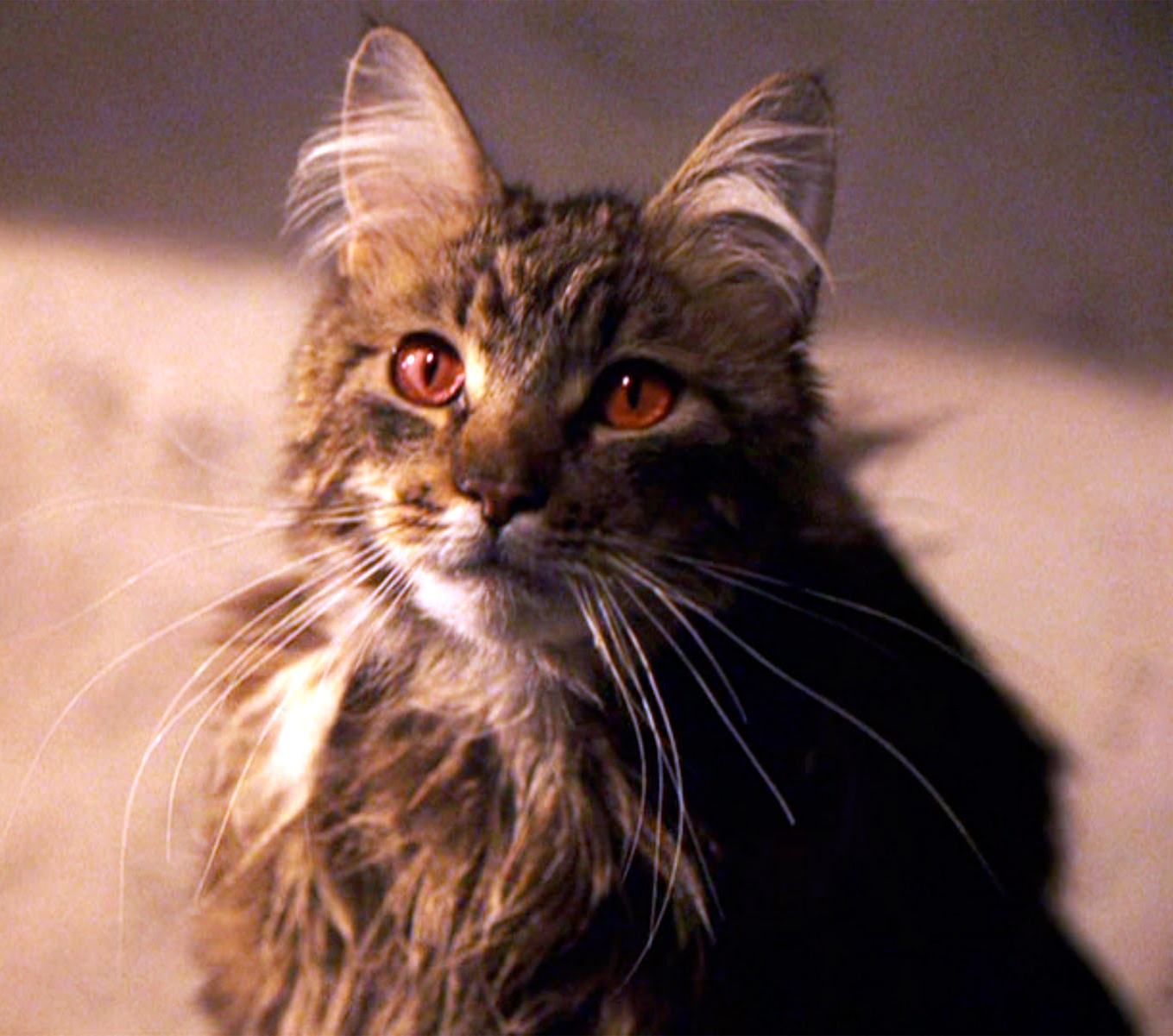 What are the characteristics of Argus Filch's cat? 2
