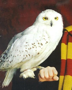 The Animal Companions Of Harry Potter Characters
